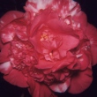 Tomorrow Peony Variegated